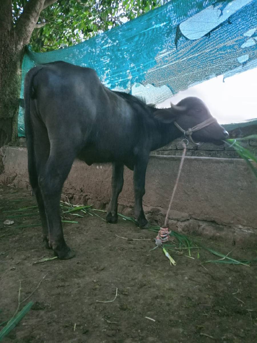 ખળેલી વેચવાની છે