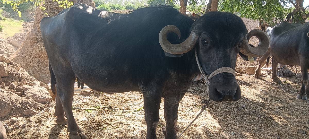 ભેંસ વેચવાની છે