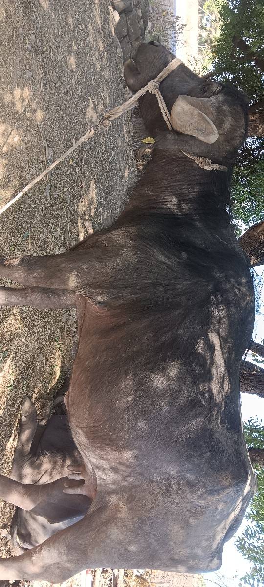 ભેંસ વેચવાની છે
