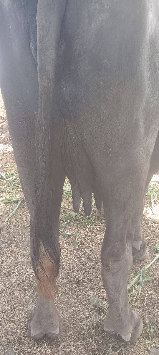 ભેંસ વેચવાની છે