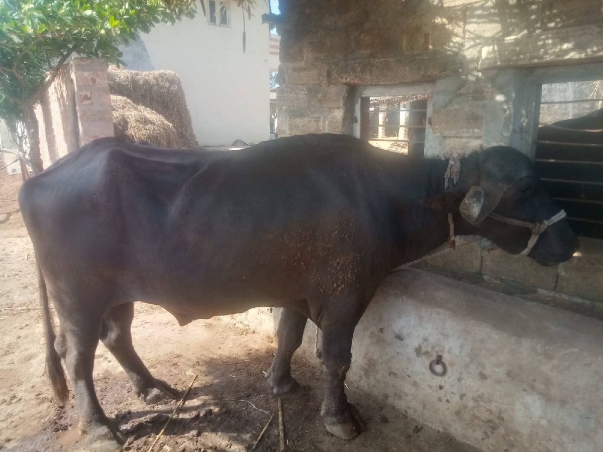 પાડો વેચવાનો છે