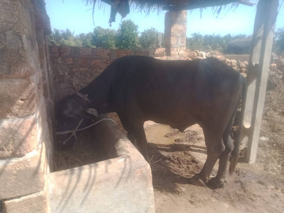 પાડો વેચવાનો છે