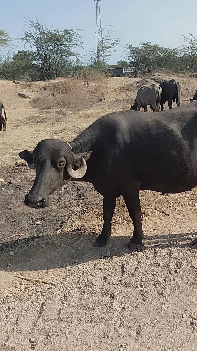 ખડેલુંવેચવાનું છે ઊંચાઈ લંબાઈ પૂરી