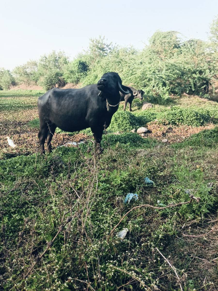 ખડેલુંવેચવાનું છે ઊંચાઈ લંબાઈ પૂરી