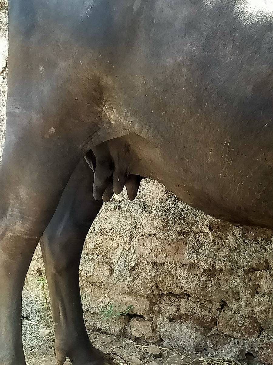 ભેંશ વેચવાની છે  બીજું વેતર