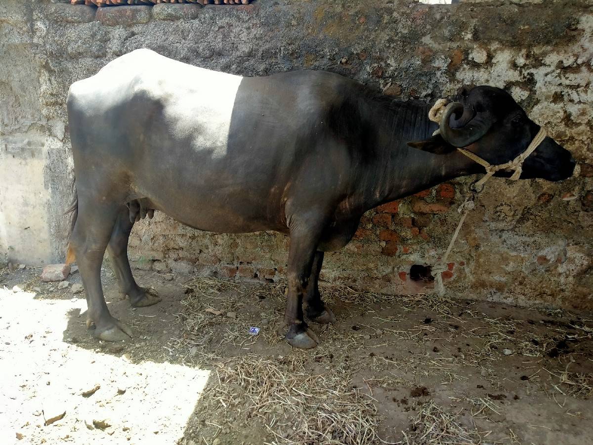 ભેંશ વેચવાની છે  બીજું વેતર