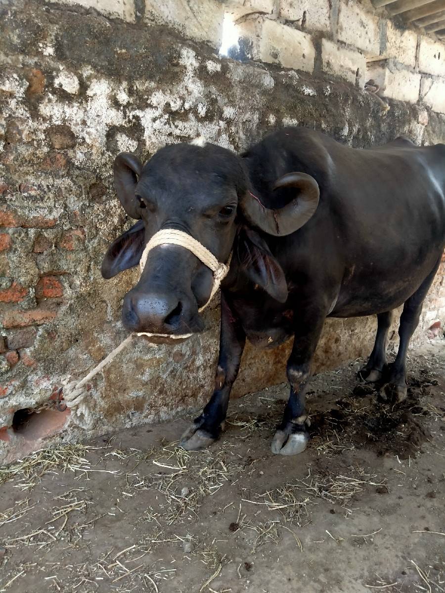 ભેંશ વેચવાની છે  બીજું વેતર