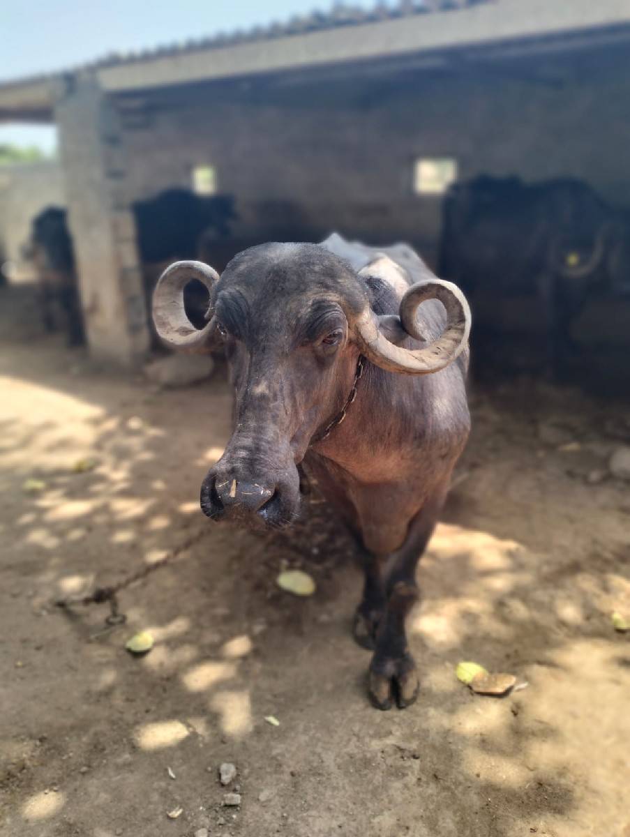 ભેંસ વેચવાની છે