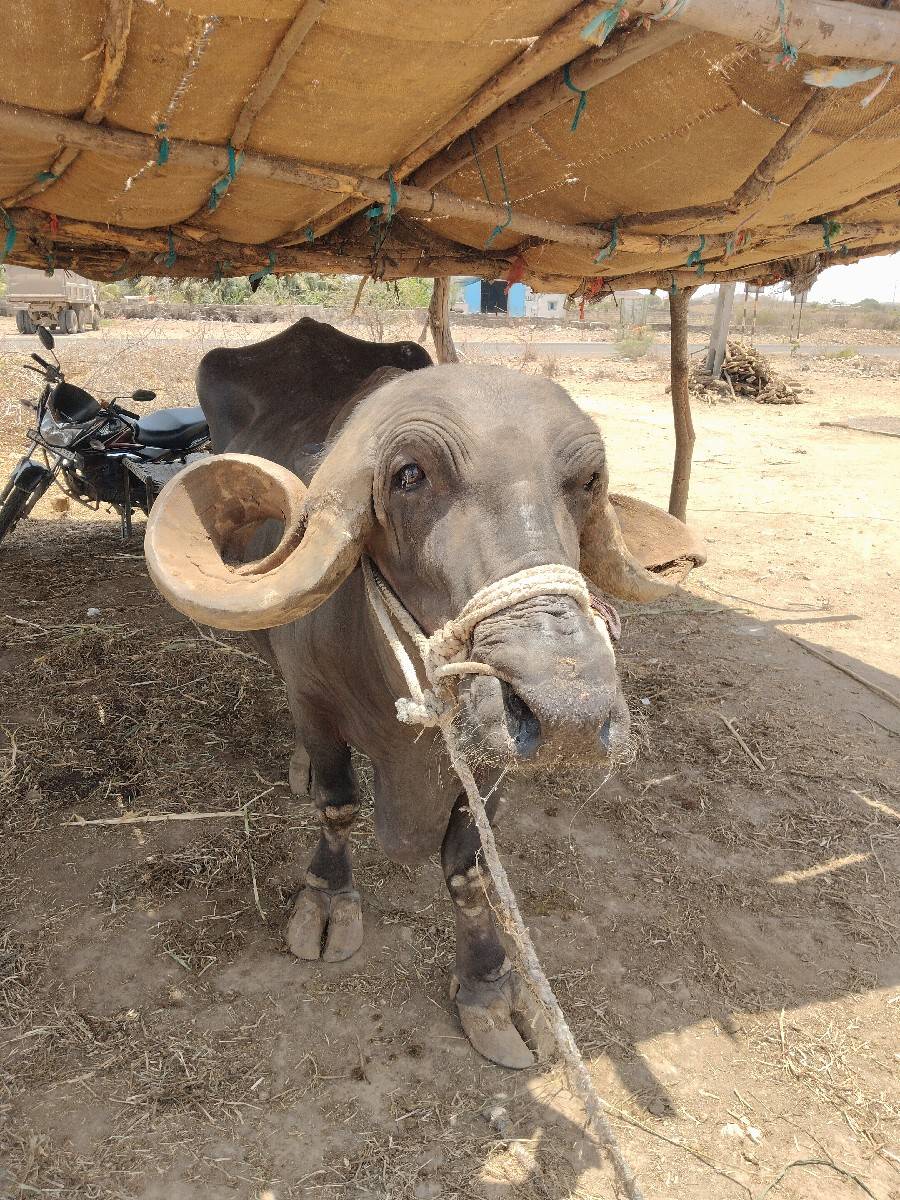 ભેંસ વેચવા ની છે