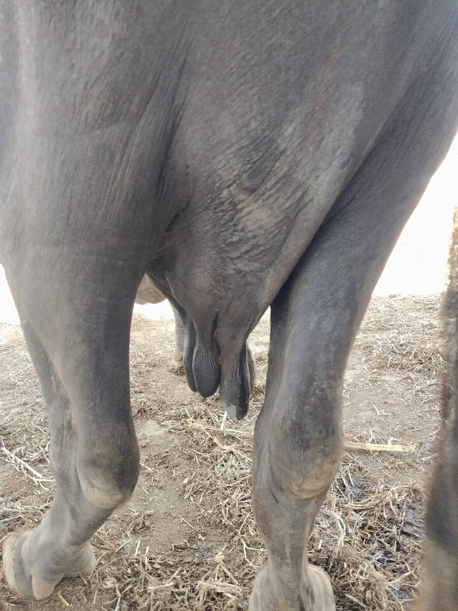ભેંસ વેચવા ની છે