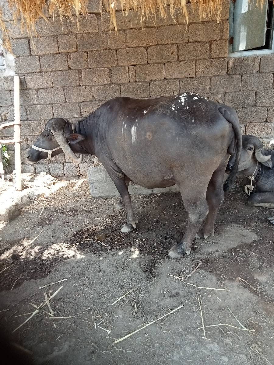 ભેંસ વેચવાની છે