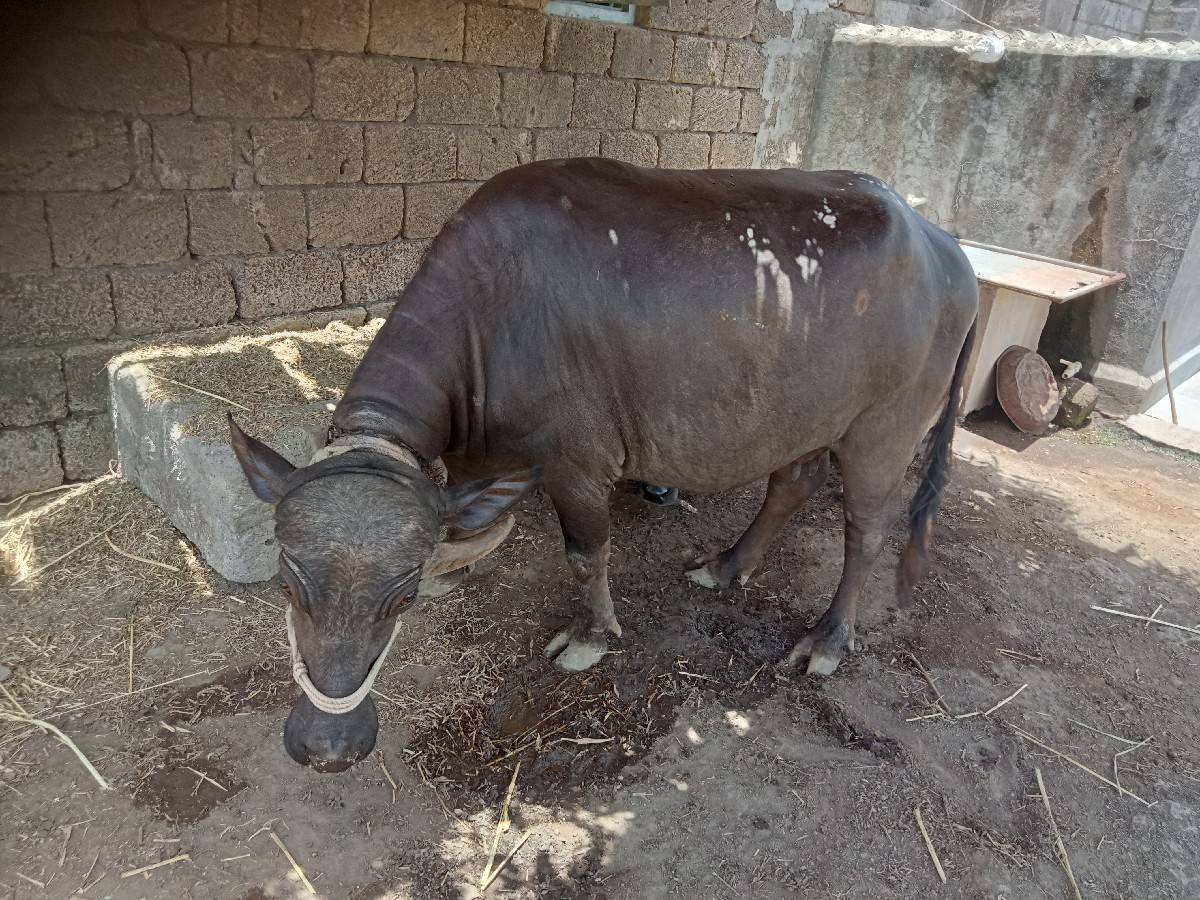 ભેંસ વેચવાની છે