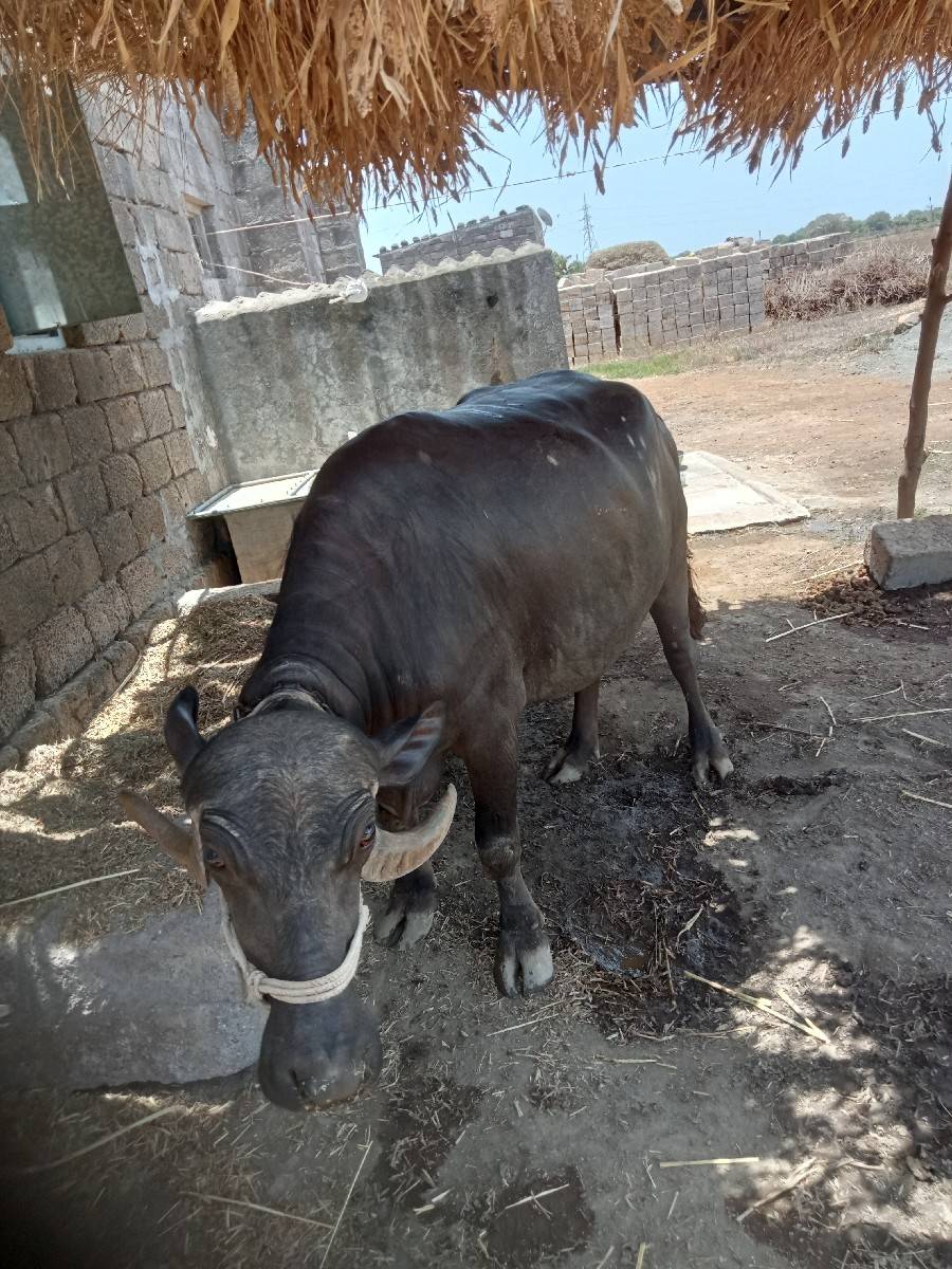 ભેંસ વેચવાની છે