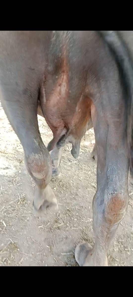 ભેંસ વેચવાની છે