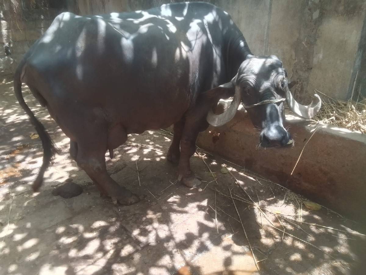 ભેંસ વેચવાની છે