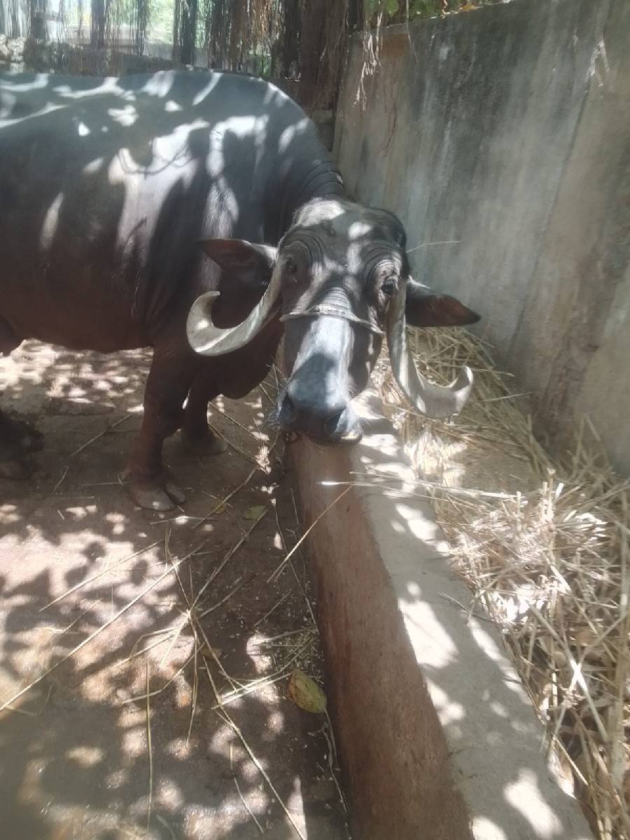 ભેંસ વેચવાની છે
