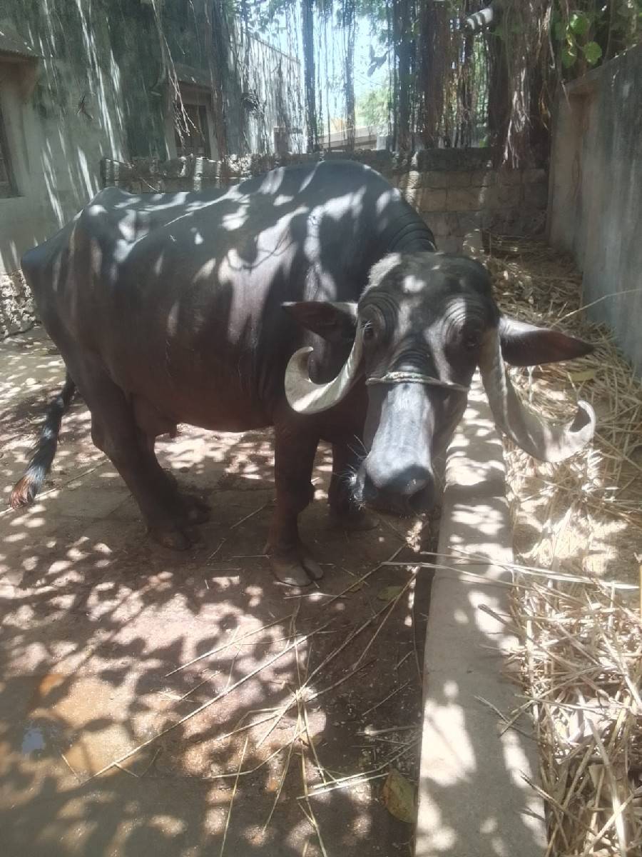 ભેંસ વેચવાની છે