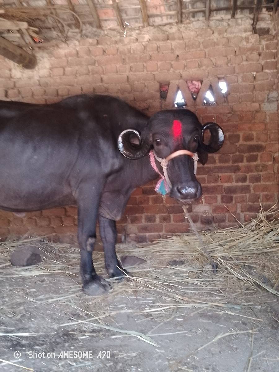 પેલો વેતર ખડેલી વેચવાની છે