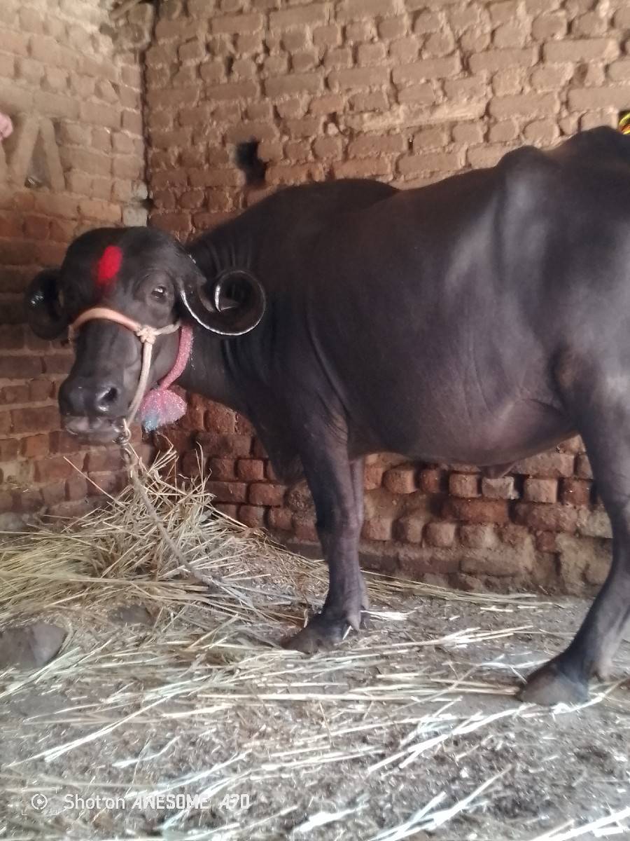 પેલો વેતર ખડેલી વેચવાની છે