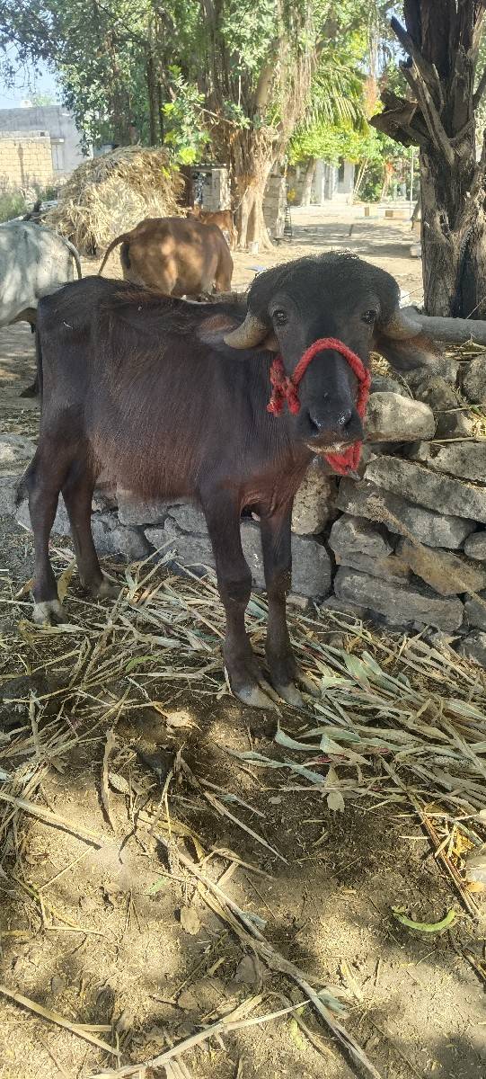 પાડી વેચવાની છે
