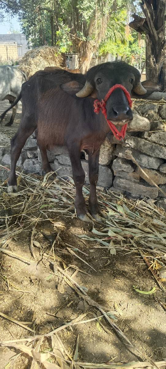પાડી વેચવાની છે
