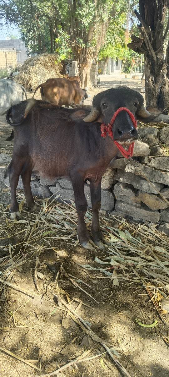 પાડી વેચવાની છે