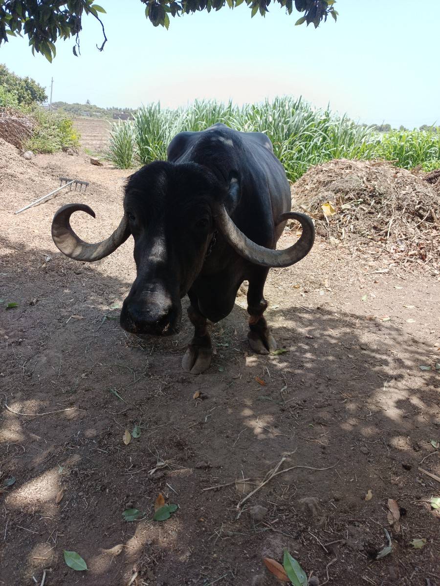 ભેંસ વેચવાની છે