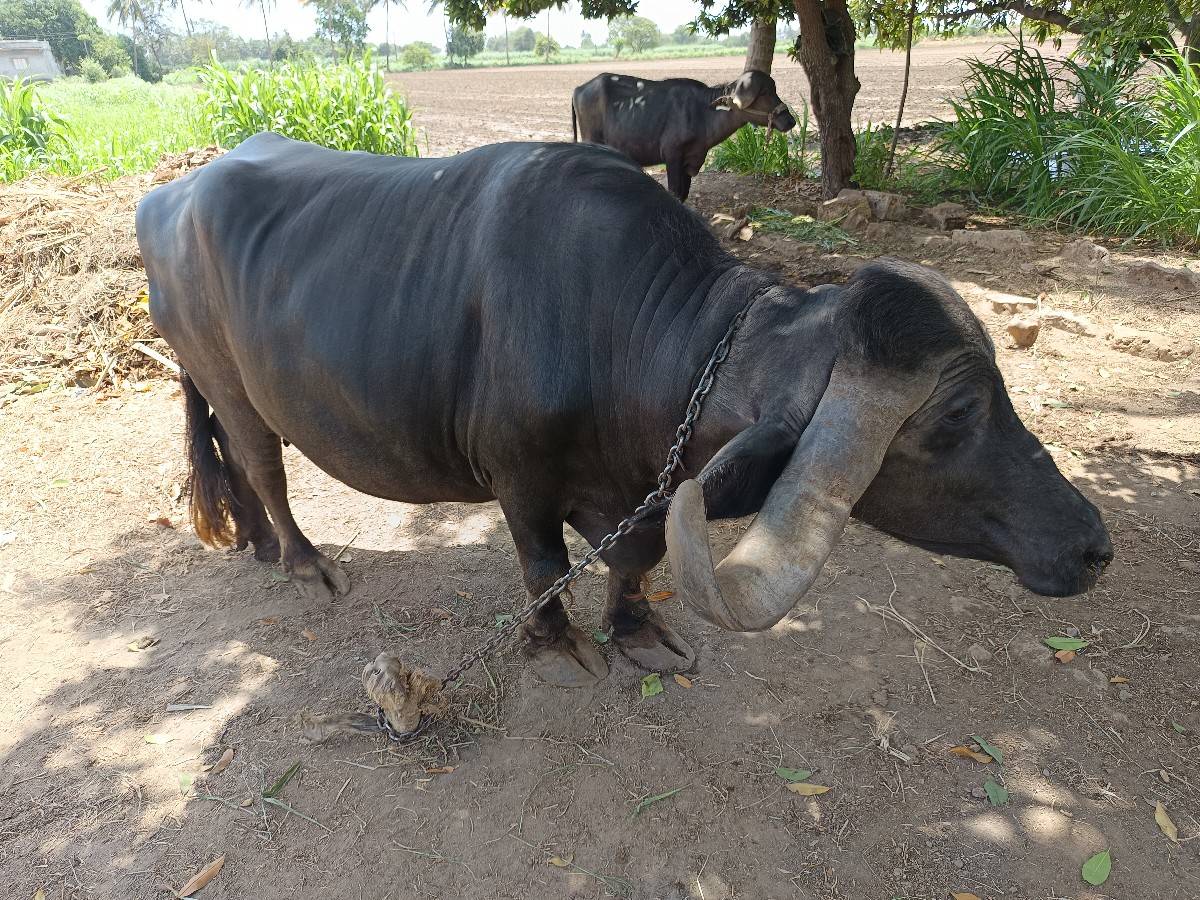 ભેંસ વેચવાની છે