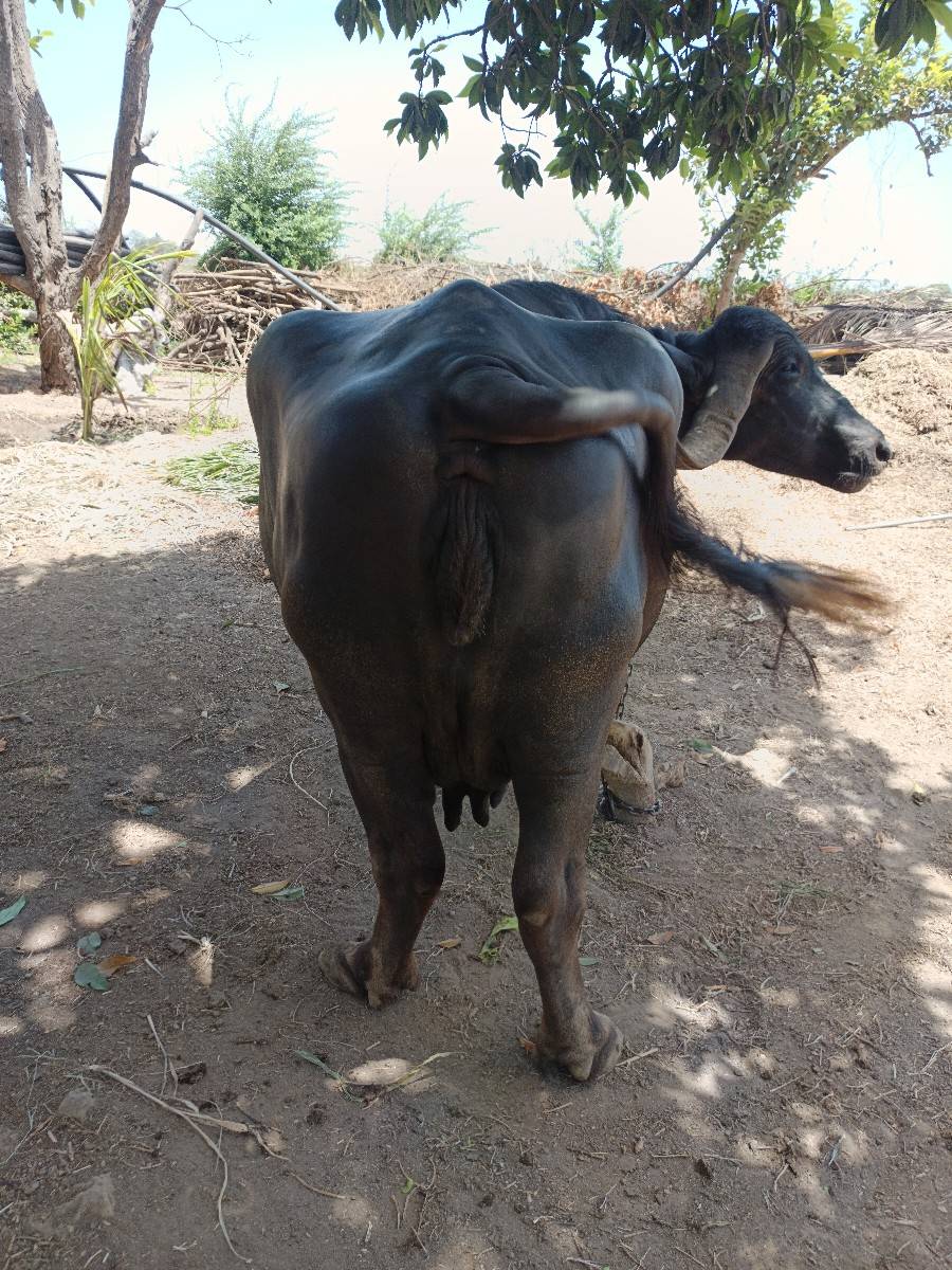 ભેંસ વેચવાની છે