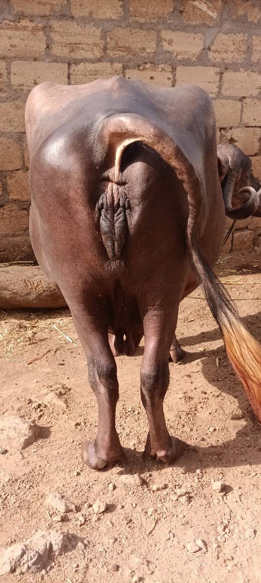 ભેંસ વેચવાની છે