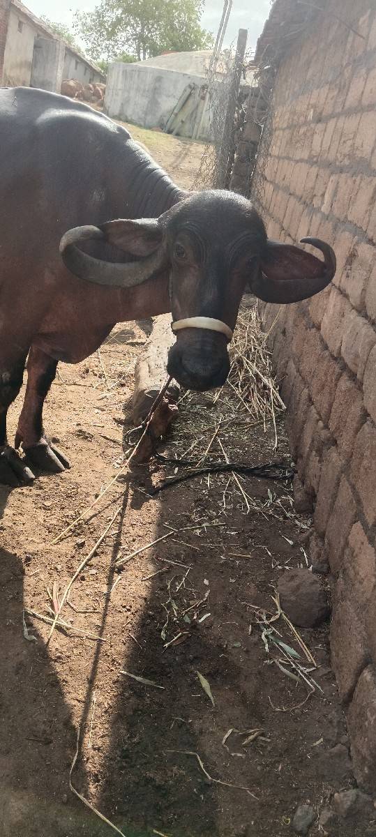 ભેંસ વેચવાની છે