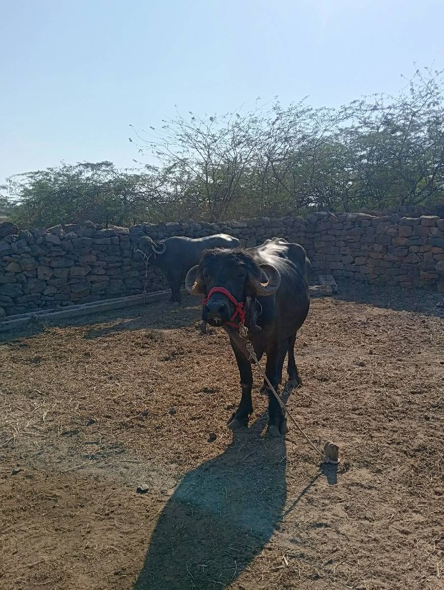 જાફરાબાદી ખડેલી દેવા ની છે