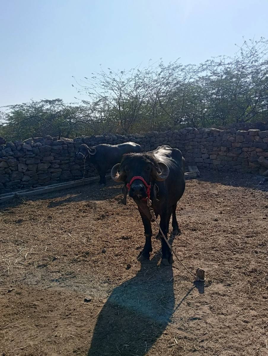 જાફરાબાદી ખડેલી દેવા ની છે