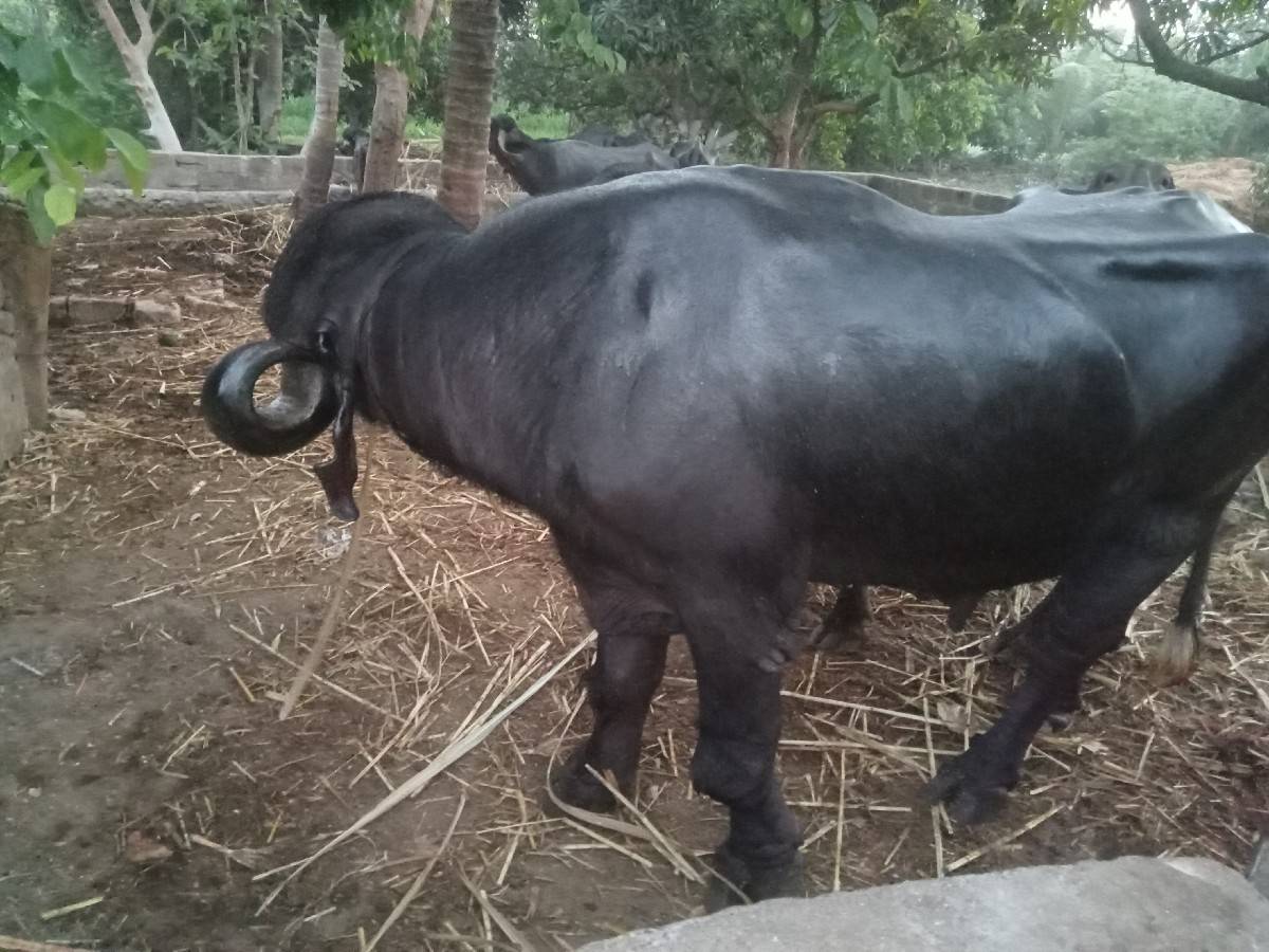 પાડો વેચવાનો છે