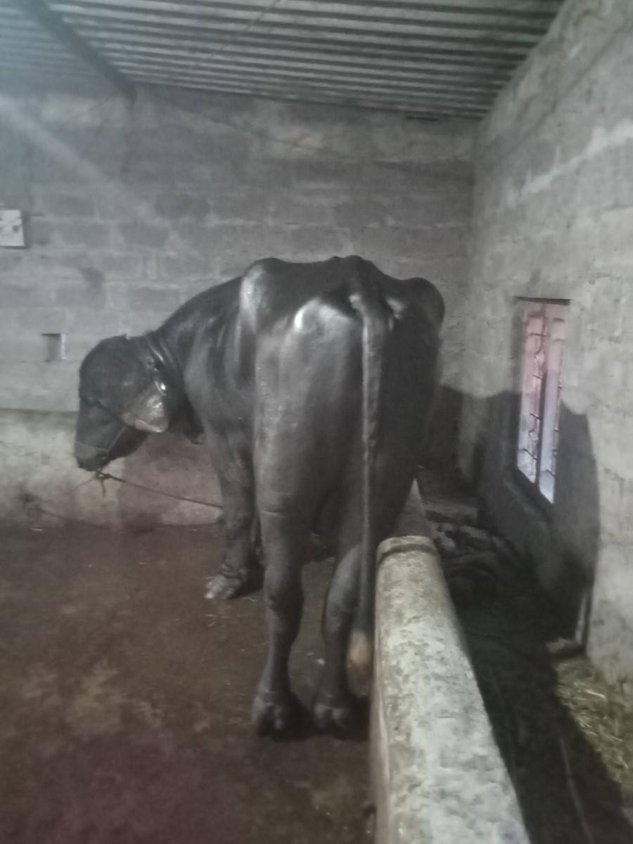 પાડો વેચવાનો છે