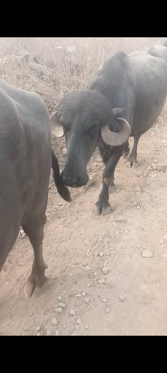 બે લાખ પચિશ હજાર