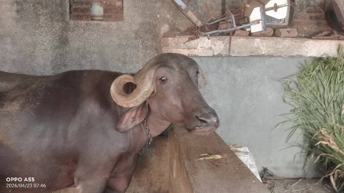 ભેંસ વેચવાની છે