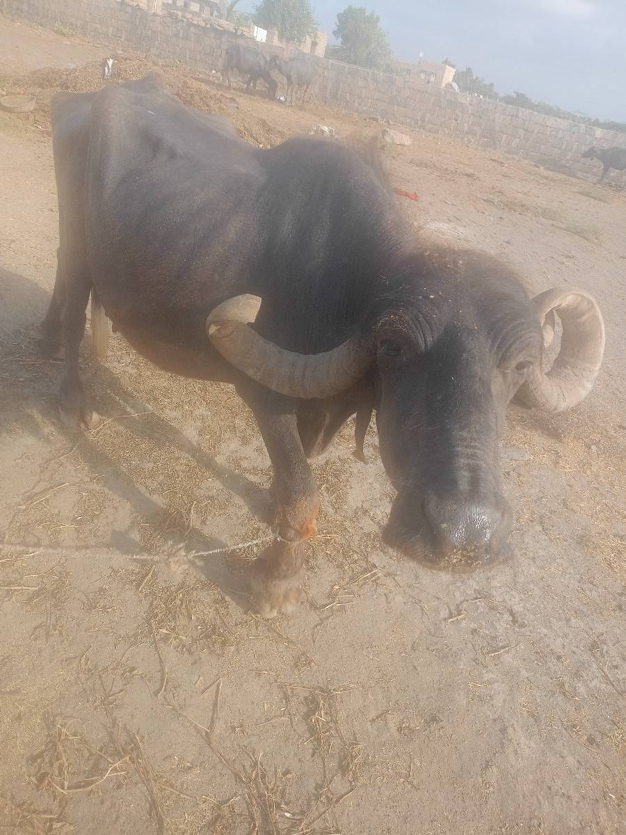 ભેંસ વેચવાની છે