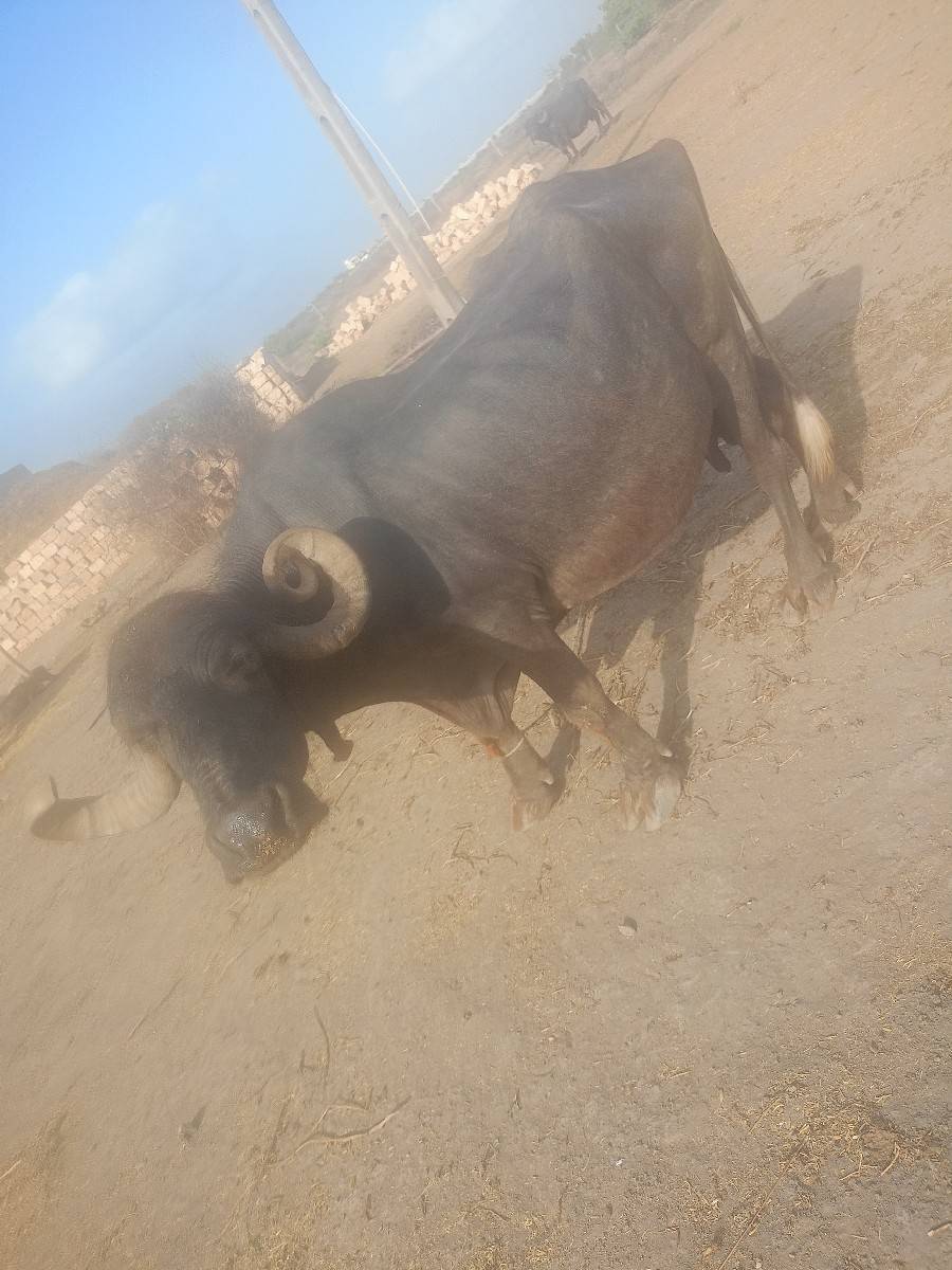 ભેંસ વેચવાની છે