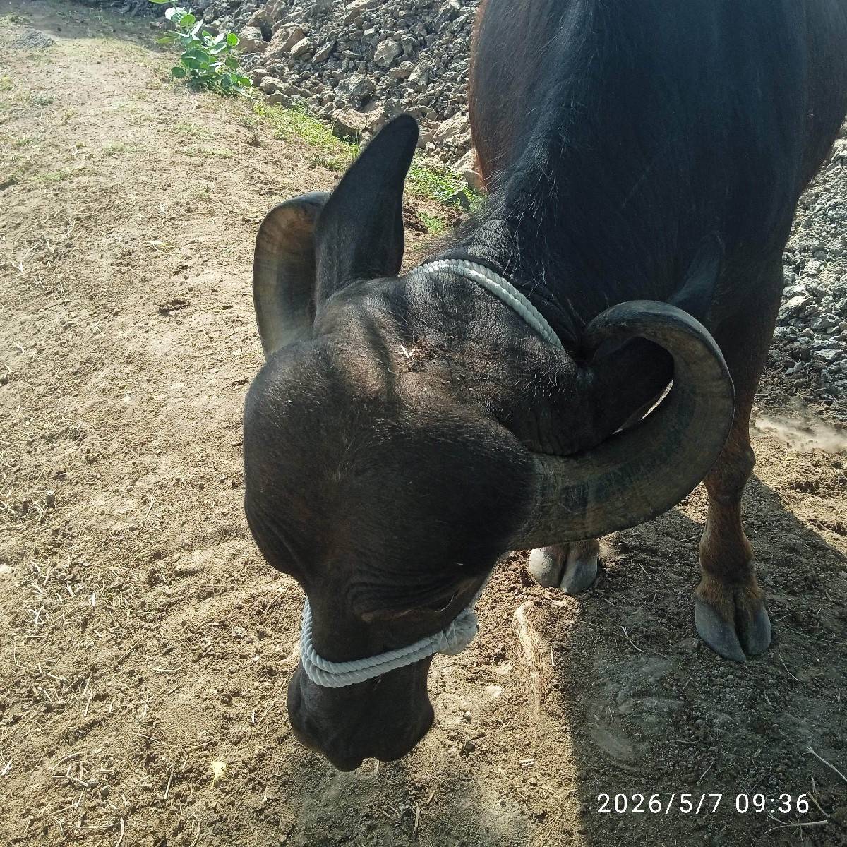 ધાનાભાઈ ગઢવી