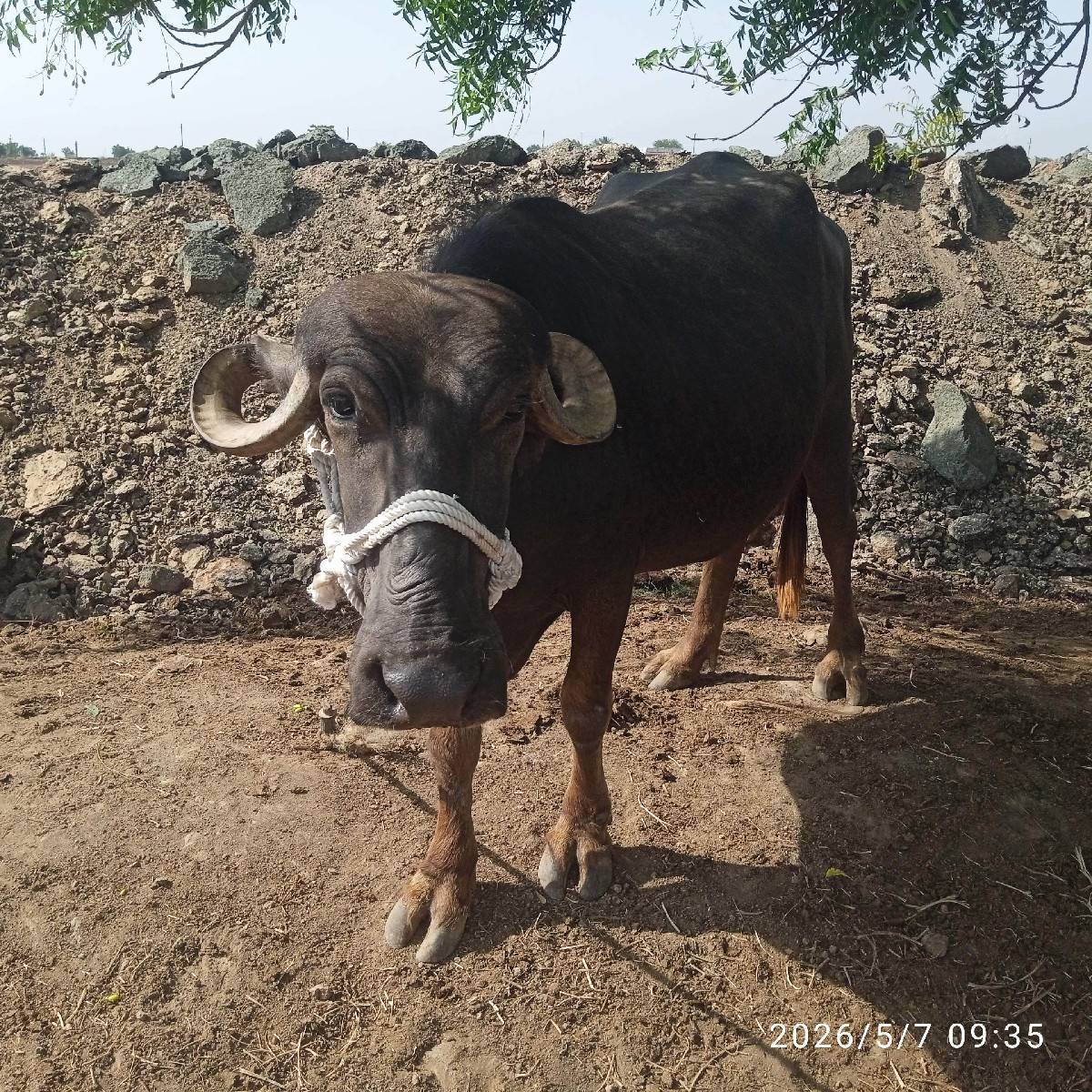ધાનાભાઈ ગઢવી
