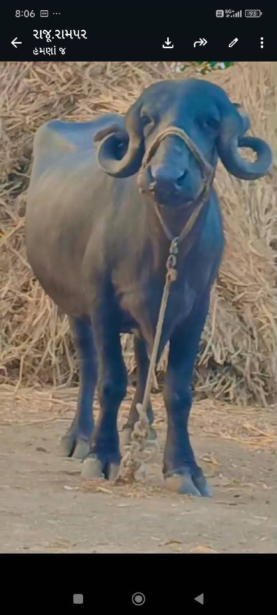 પેલૂવેતર.