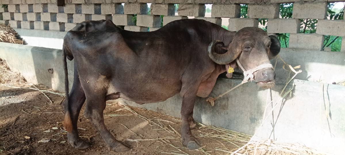 ભેંસ વેચવાની છે