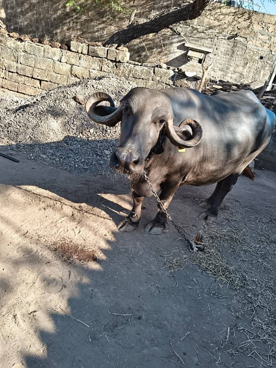 ભેંસ વેચવાની છે
