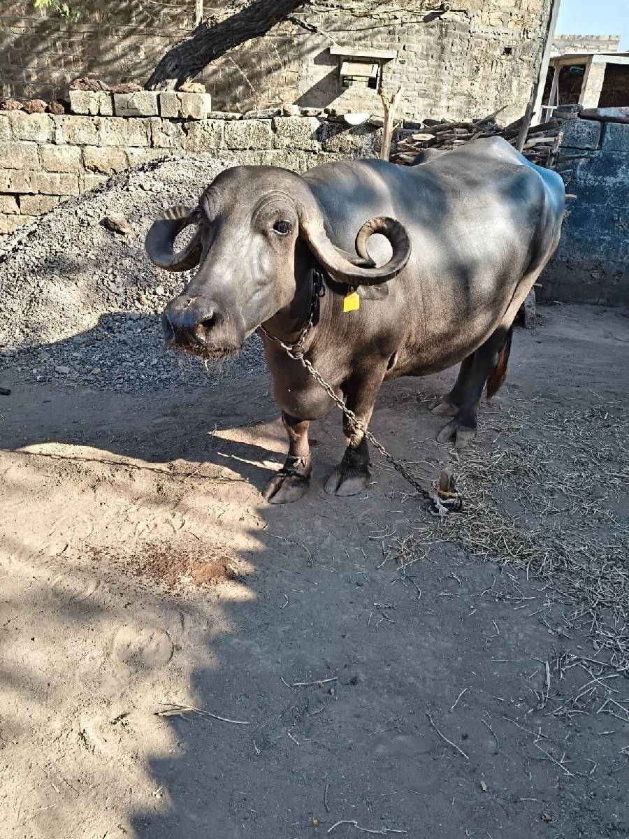 ભેંસ વેચવાની છે