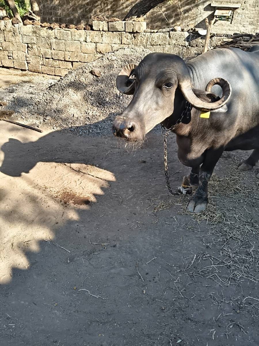 ભેંસ વેચવાની છે