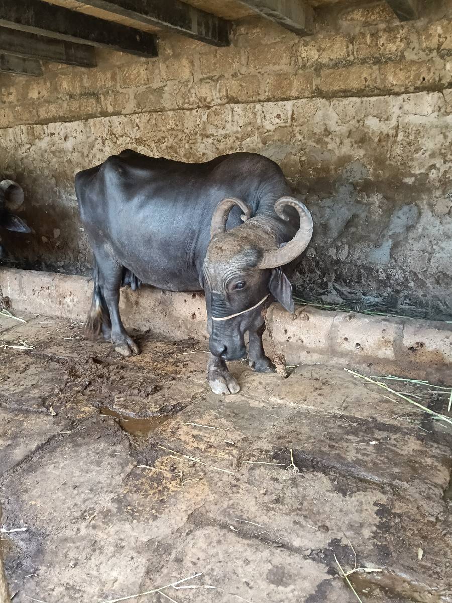બને ભેસું વેચવાની છે