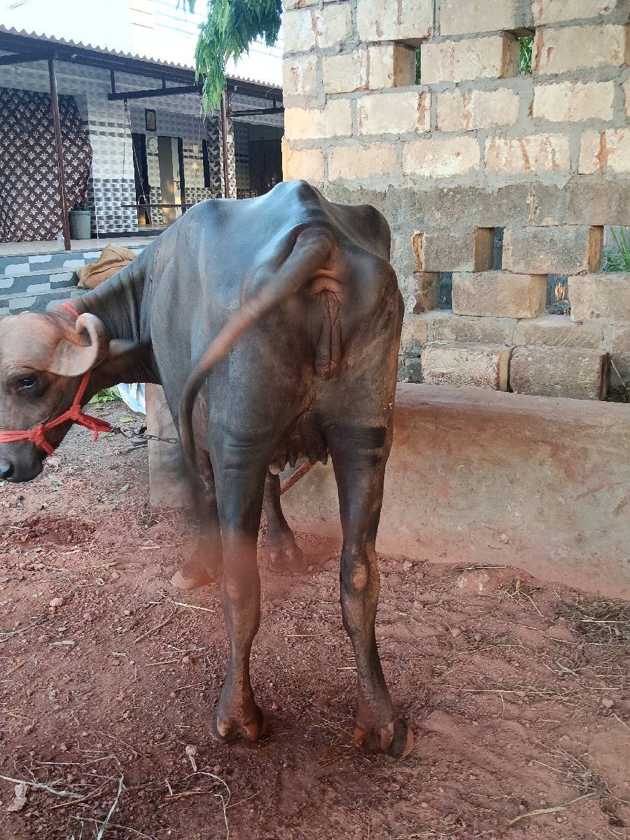 ખળેલી વેચવાની છે