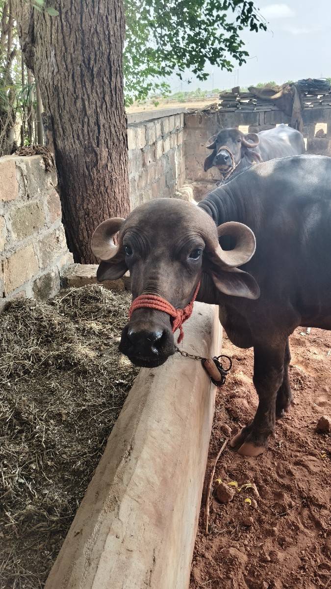ખળેલી વેચવાની છે