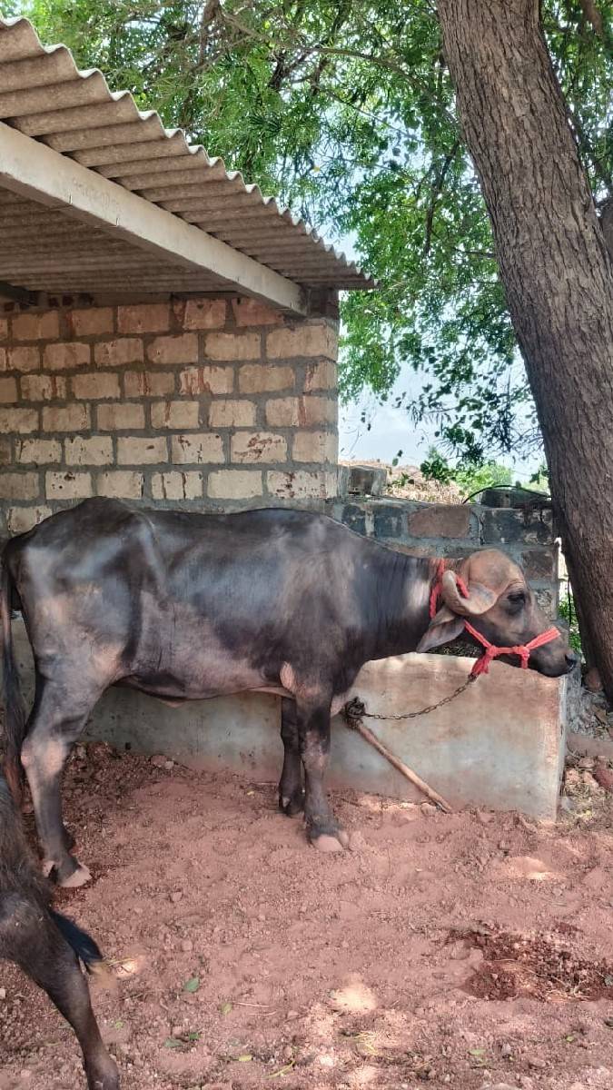 ખળેલી વેચવાની છે